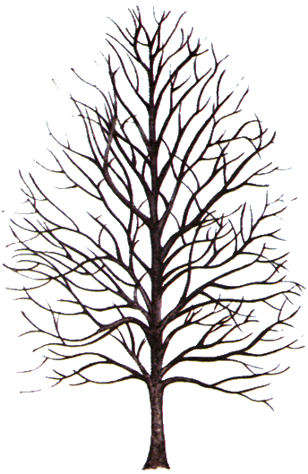 Léon Gurekian Family Genealogic Treee